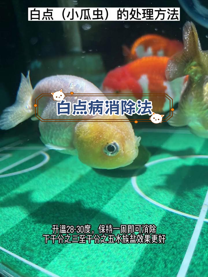 兰寿鱼白点病治疗方法