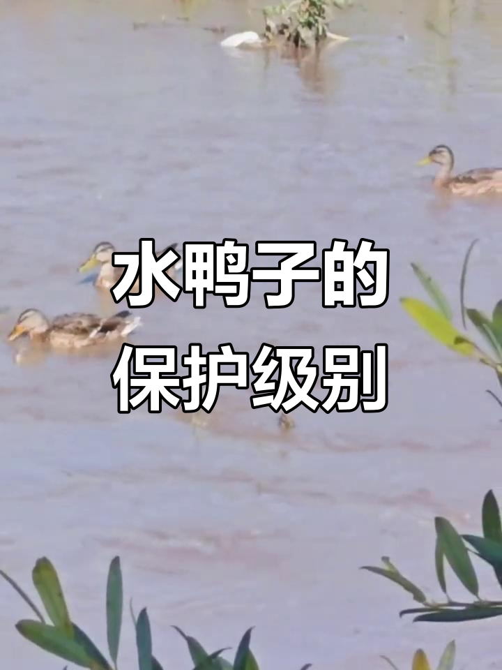 水鸭子属于国家保护动物，部分种类受一级或二级保护
