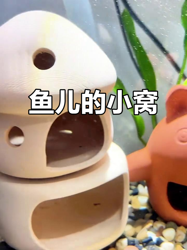 鱼缸躲避屋的三大作用,保护、避斗又当产房