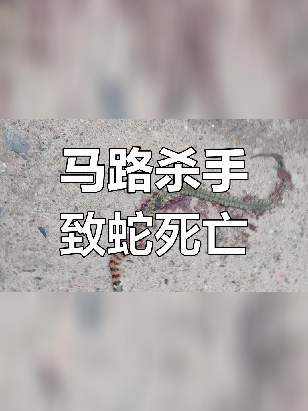野鸡脖子蛇遭碾压,攻击性强却难逃厄运