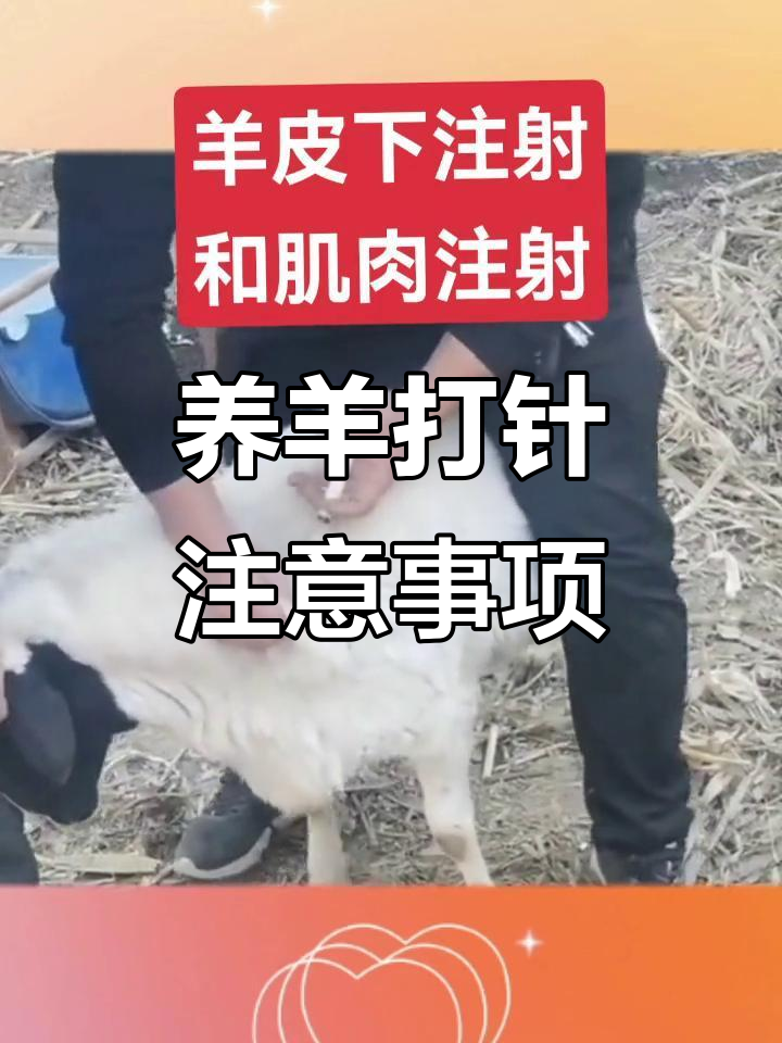 皮下注射与肌肉注射技巧,羊三角区打针要注意