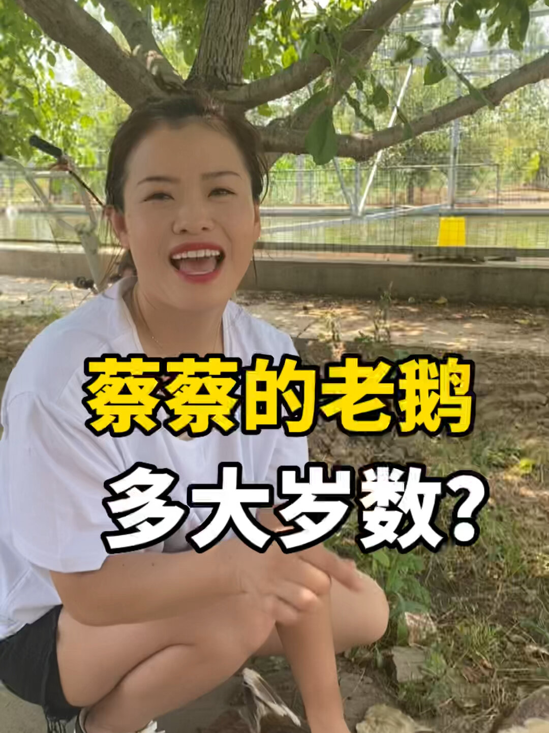 产蛋量惊人的金乡土鹅-百子鹅
