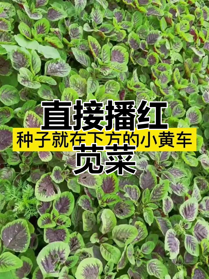 苋菜耐热,20度以上直接播种