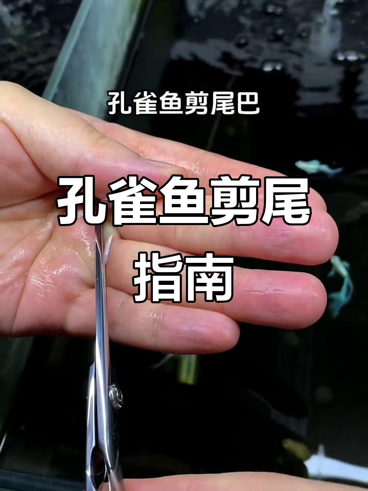 孔雀鱼剪尾手术,注意事项大揭秘!