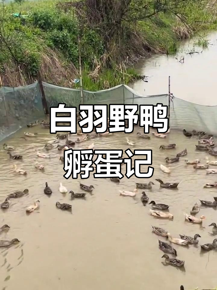 乡村白鸭孵化计划,野鸭公母配种揭秘