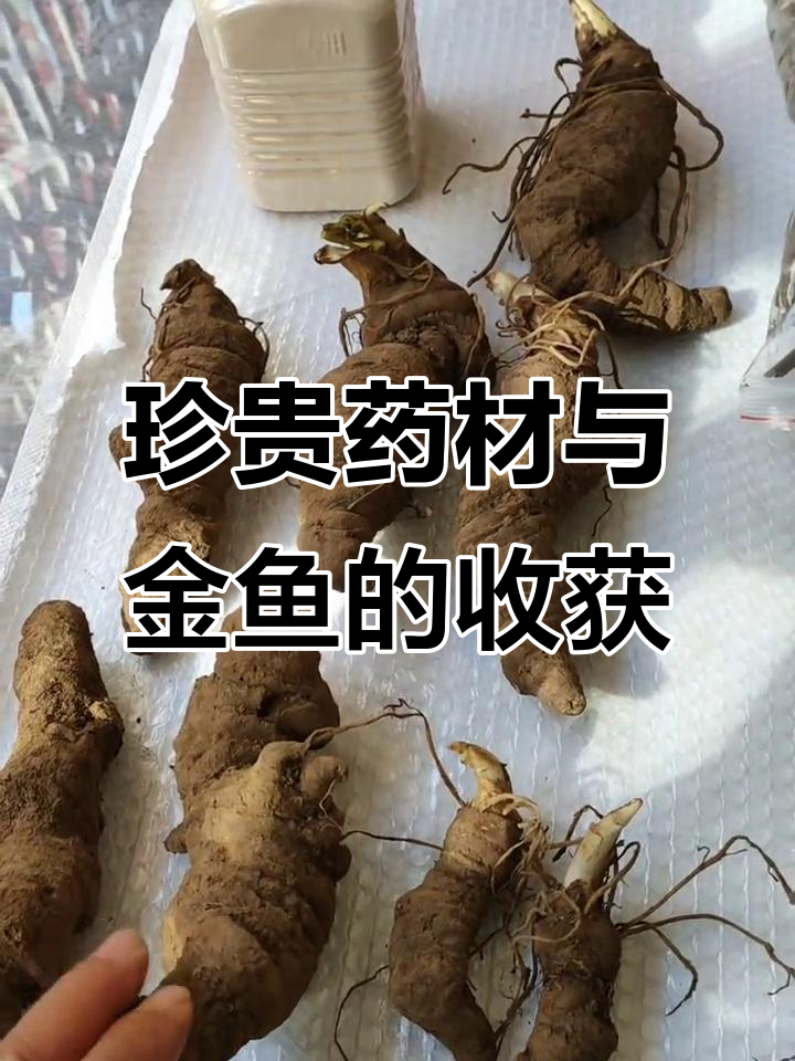 收获珍贵药材与黄金鲤鱼，了解野生草药的使用方法