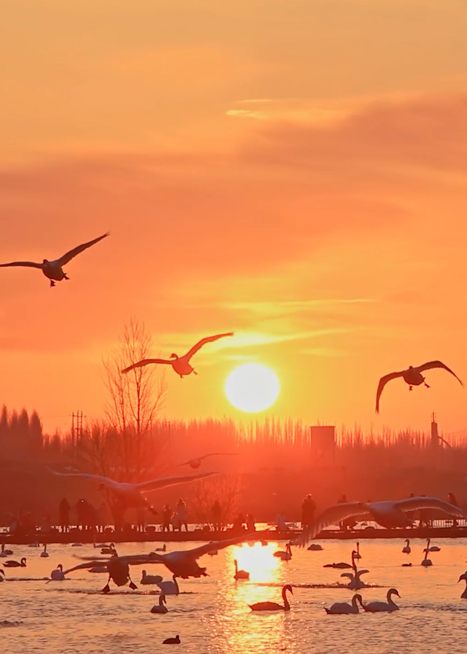 无限浪漫!伊犁橘色朝霞与天鹅共舞唯美梦幻