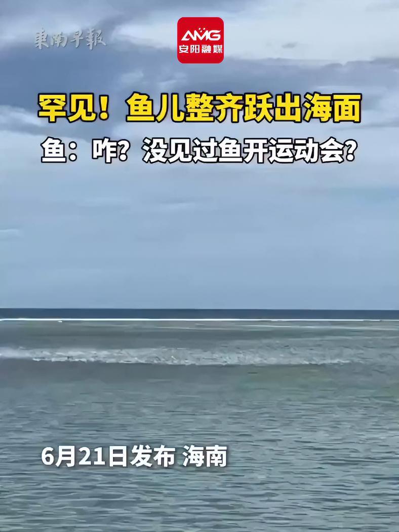 罕见!鱼儿整齐跃出海面,鱼:咋?没见过鱼开运动会?(来源:东南早报 安阳融媒编辑:李阳)
