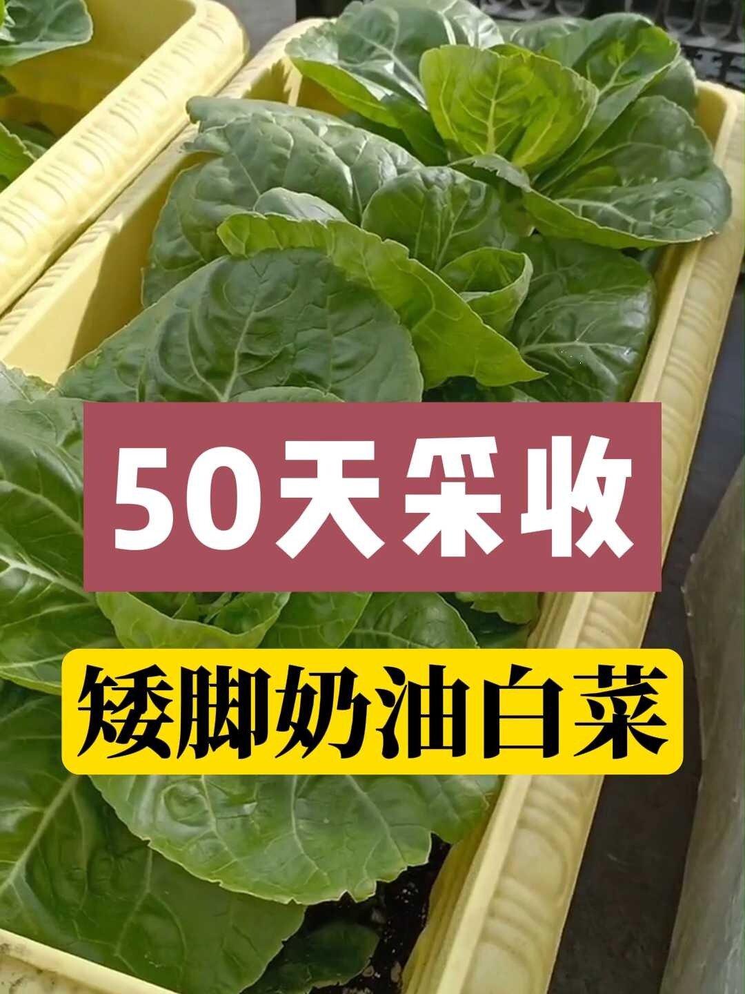 矮脚奶油小白菜的种植过程以及采收时间