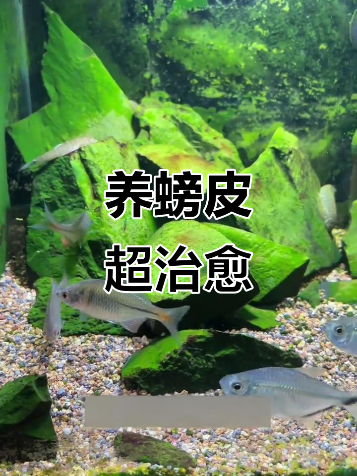 鳑鳑鱼太美了，五彩斑斓的鳞片让你爱不释手
