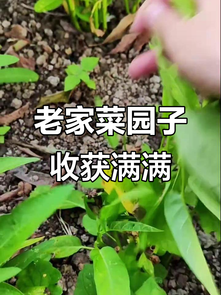 国庆回家摘菜做饭,有机蔬菜大丰收