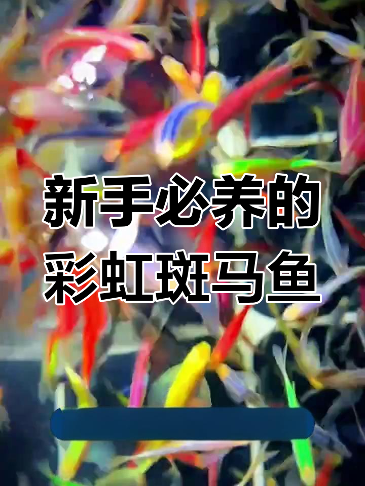 糖果斑马鱼,四色混搭超美!新手养鱼必备免死金牌