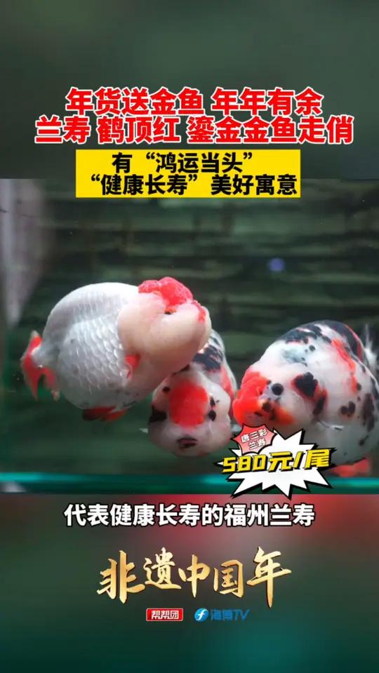 非遗中国年里的福建|年货送金鱼 年年有余,兰寿 鹤顶红 鎏金金鱼走俏,有“鸿运当头”“健康