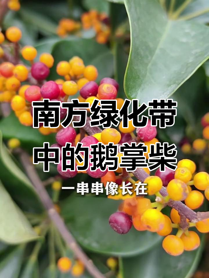 南方常见鹅掌藤:既可独立又附树生长,花朵如童话般美丽