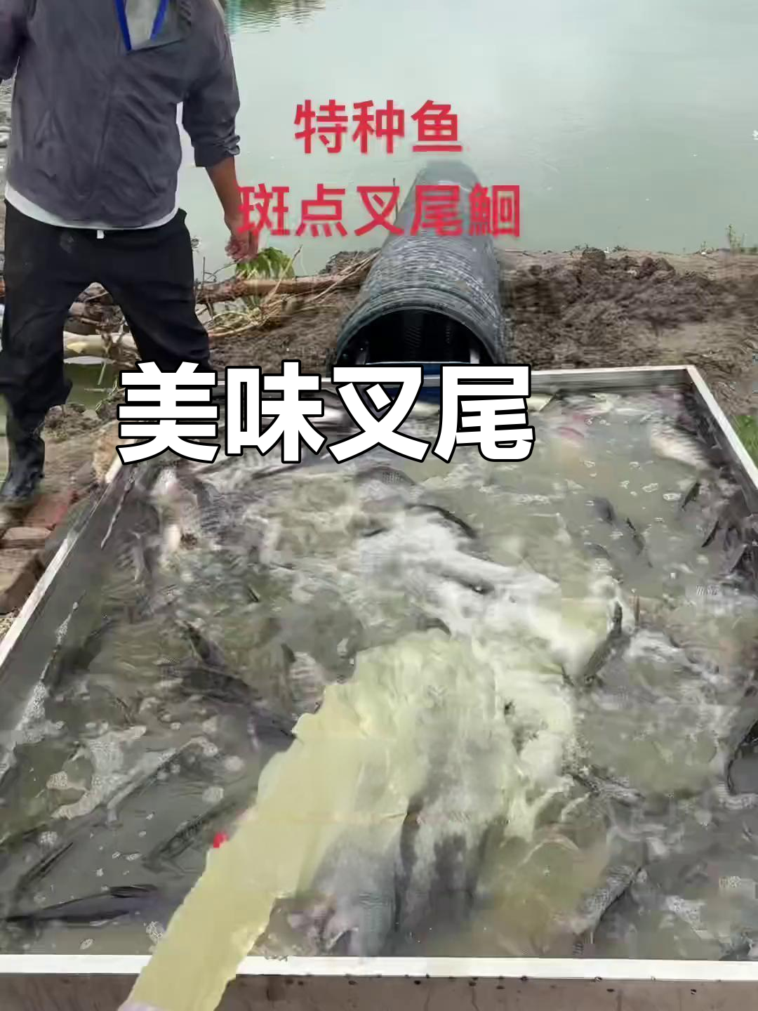 斑点叉尾鮰,美味养殖鱼,出口全球多地