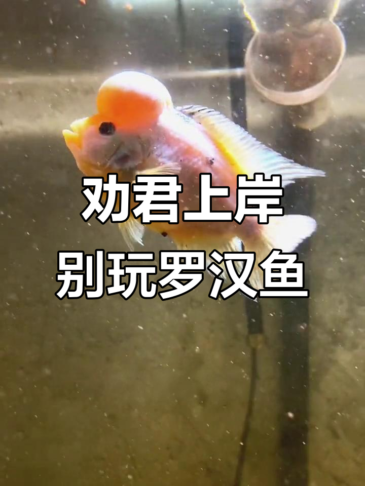 罗汉鱼褪纱变雪白,别再养了!