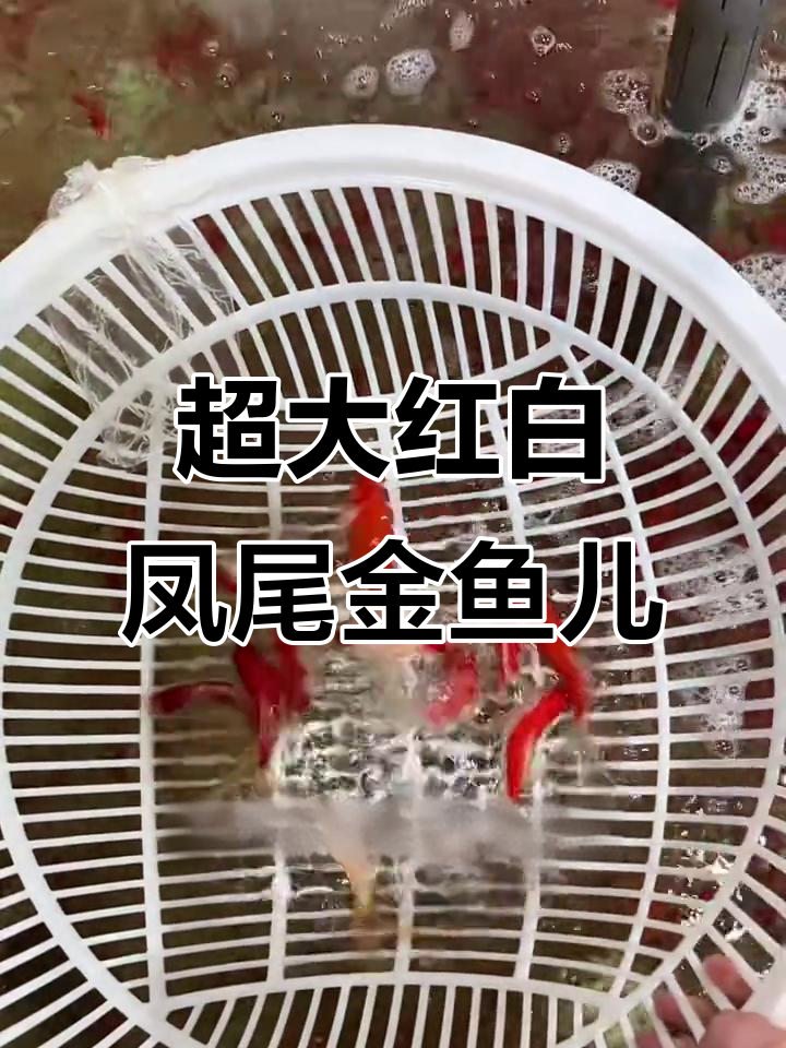 红白凤尾金鱼大尾巴,超美鱼鳍,鸿运当头!