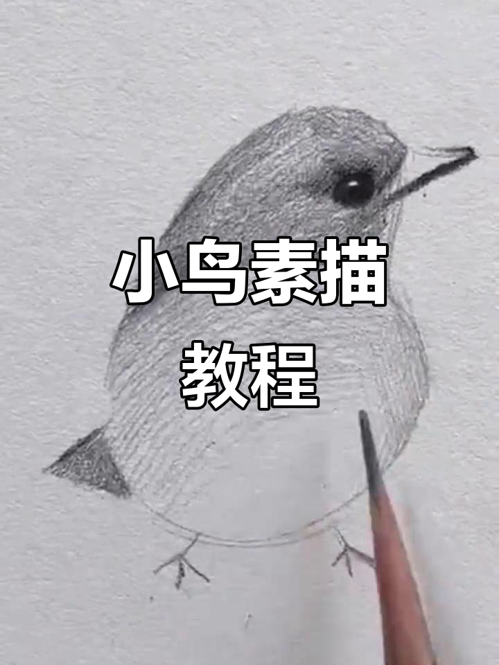 轻松学会画小鸟,简单步骤教你素描造型