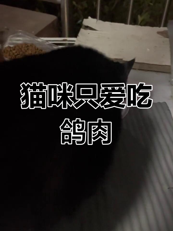 小猫吃肉不吃粮,鸽子肉的诱惑力太大