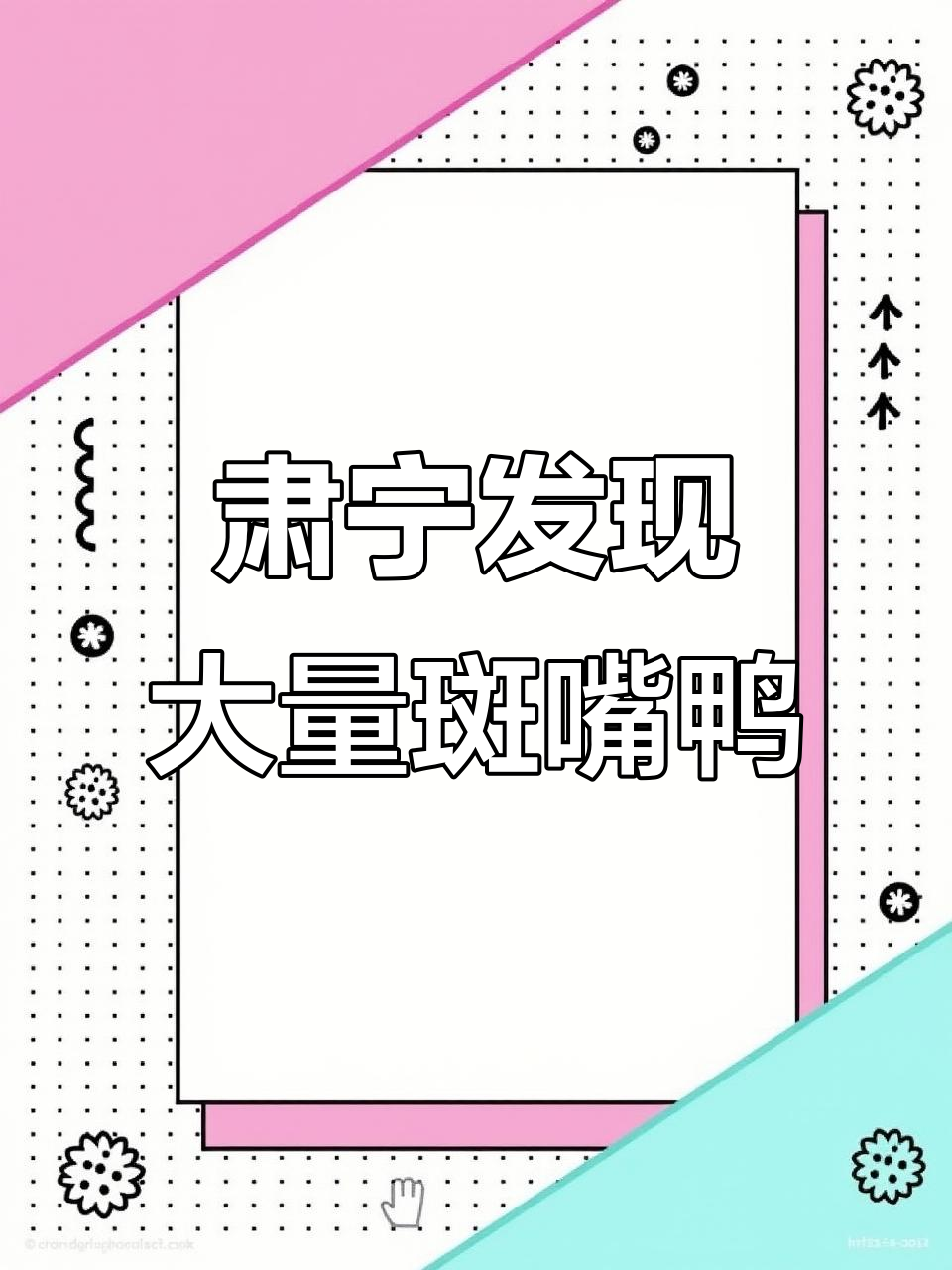 肃宁坑塘惊现大批野生斑嘴鸭,翩翩起舞萌态十足