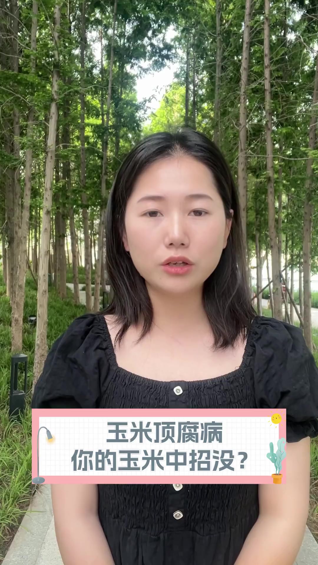 玉米顶腐病,你的玉米中招没?
