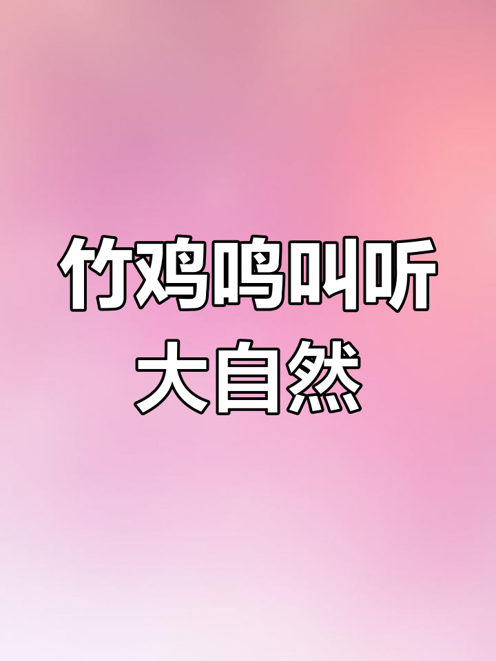 竹鸡母叫声,聆听大自然的和谐旋律