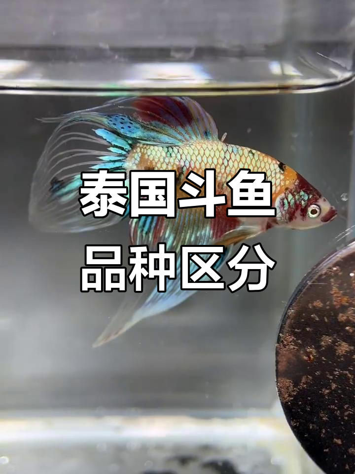 泰国斗鱼品种大揭秘：从半月到将军，你了解吗？