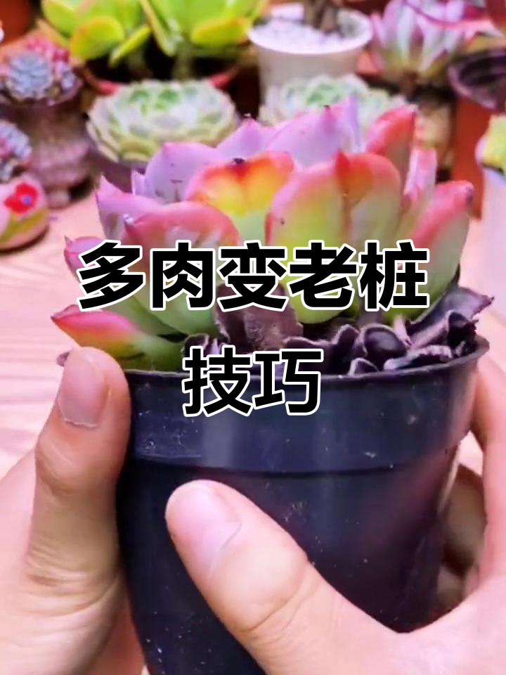 如何将多肉养成小老桩?一步步教你操作