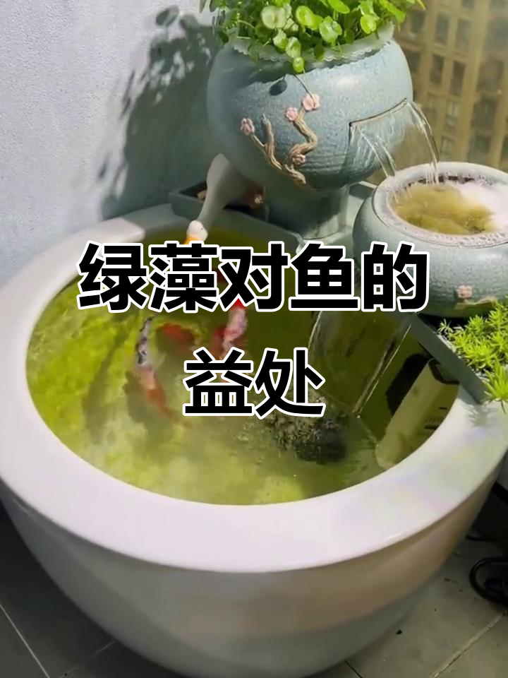 鱼缸绿藻的神奇作用,如何正确处理不影响美观