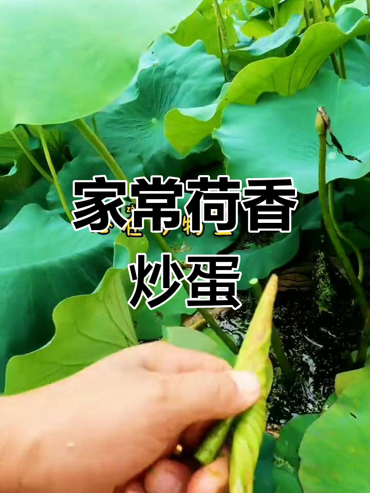 荷叶炒鸡蛋,家乡的味道