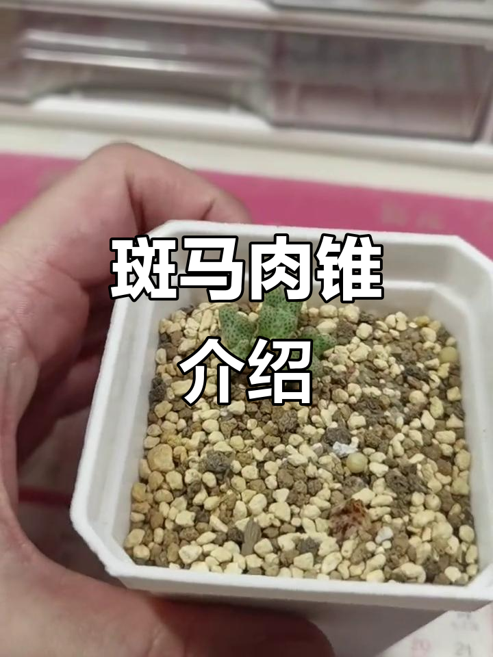 斑马肉锥:独特点状花纹,大小不一的魅力品种
