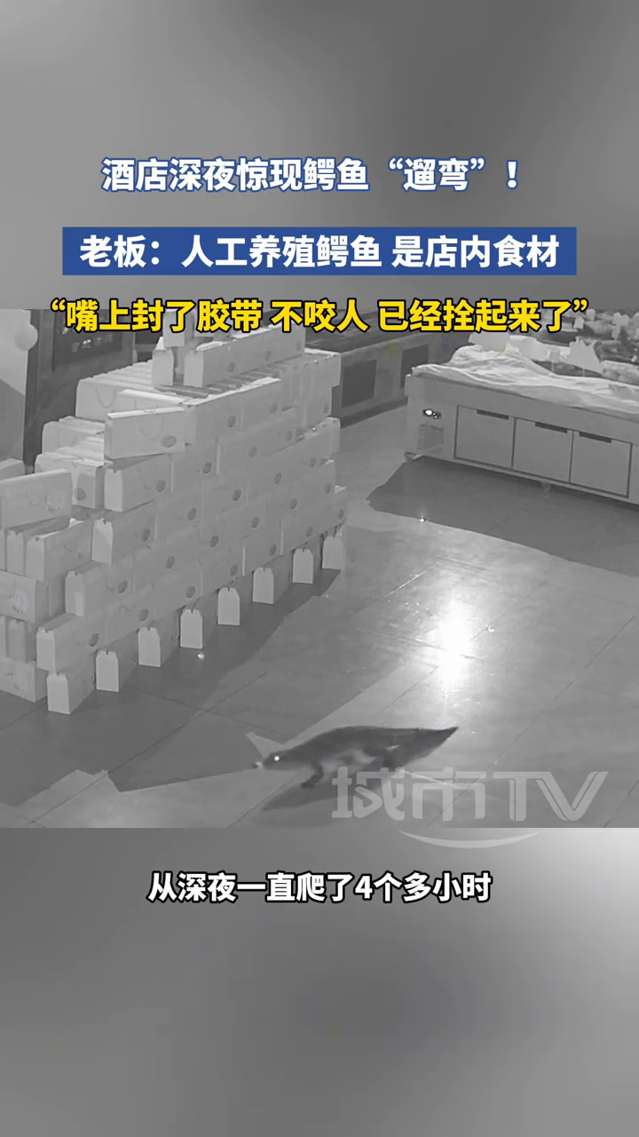 酒店深夜惊现鳄鱼“遛弯”!老板:人工养殖鳄鱼 是店内食材