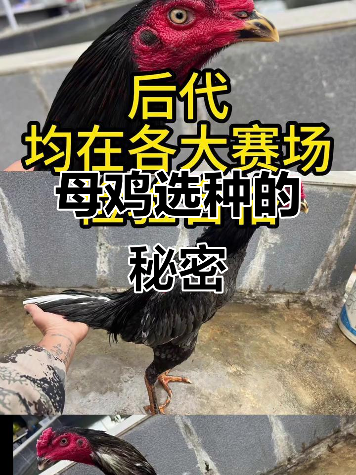 母鸡选种标准大揭秘，体型、眼神样样都得符合要求