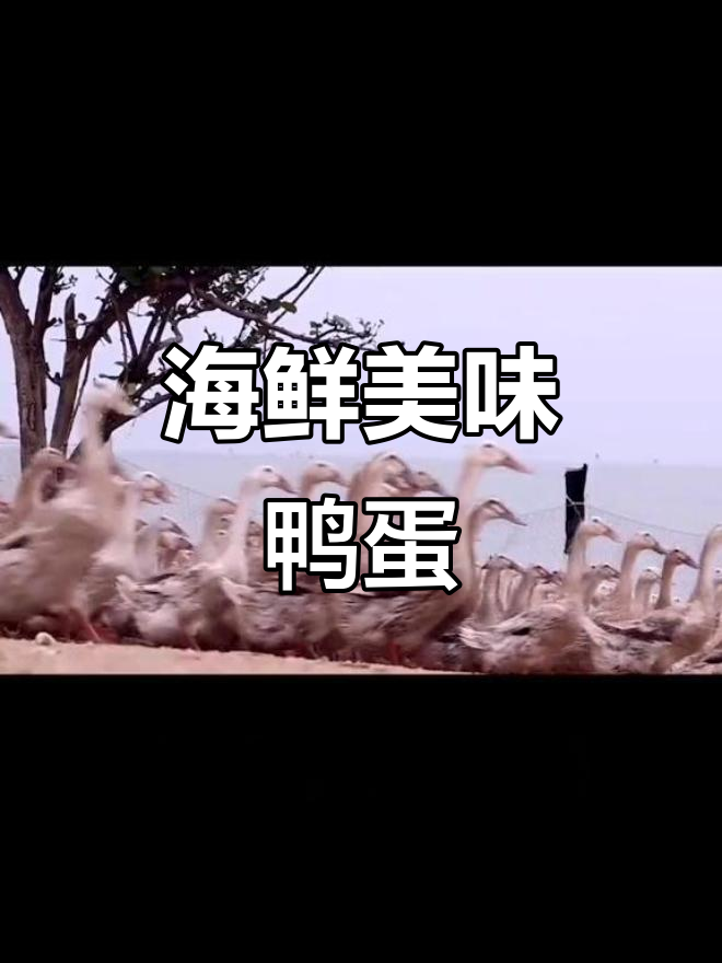 海边鸭子荤素搭配,蛋大味美,比普通鸭蛋更鲜嫩