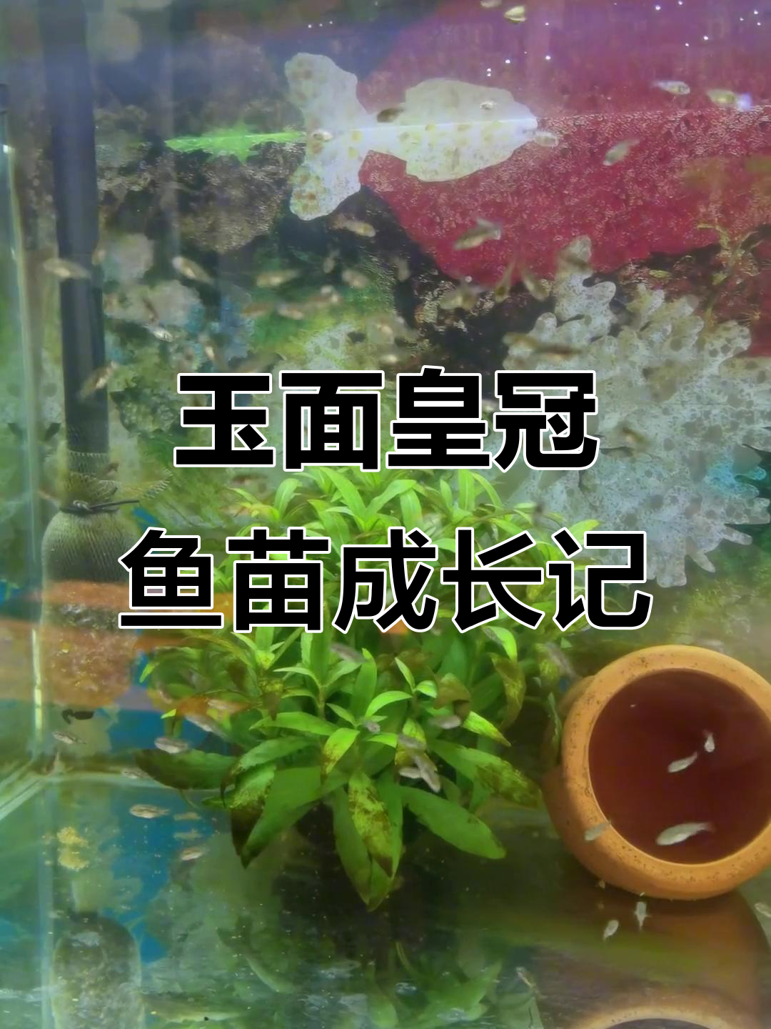 玉面皇冠鱼苗一个月长成，速度惊人