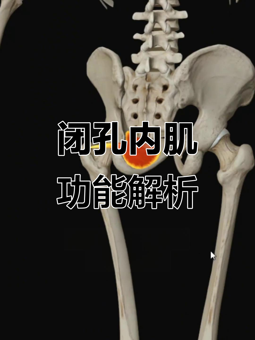 闭孔内肌解剖:从骨盆到下肢活动的关键肌肉