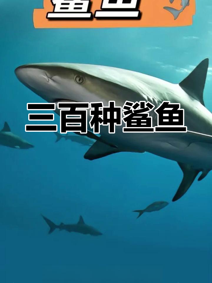鲨鱼种类大揭秘,三百种你知道吗?