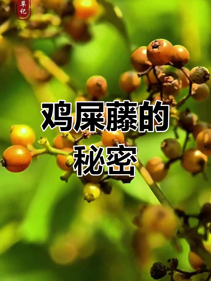 鸡屎藤虽臭,却是个宝藏!它的花朵和根茎都能做美食