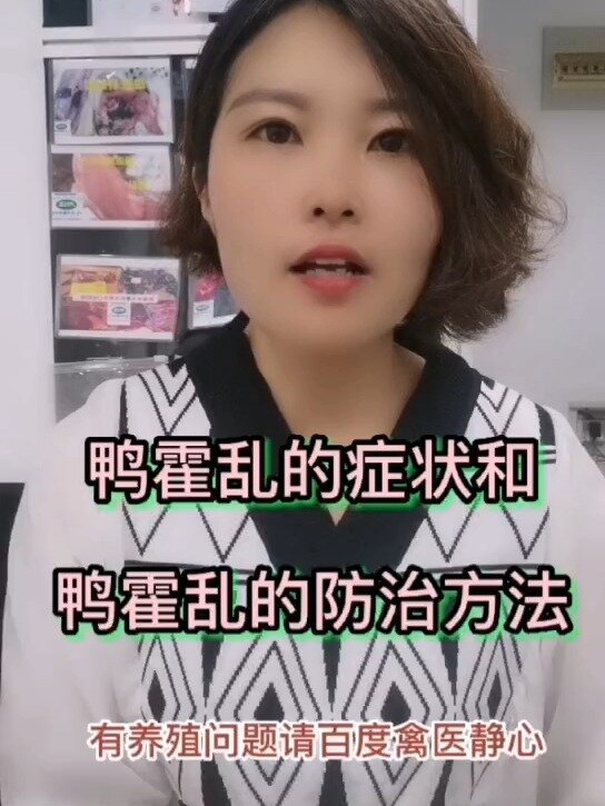 禽医静心讲鸭霍乱的症状和鸭霍乱的防治方法