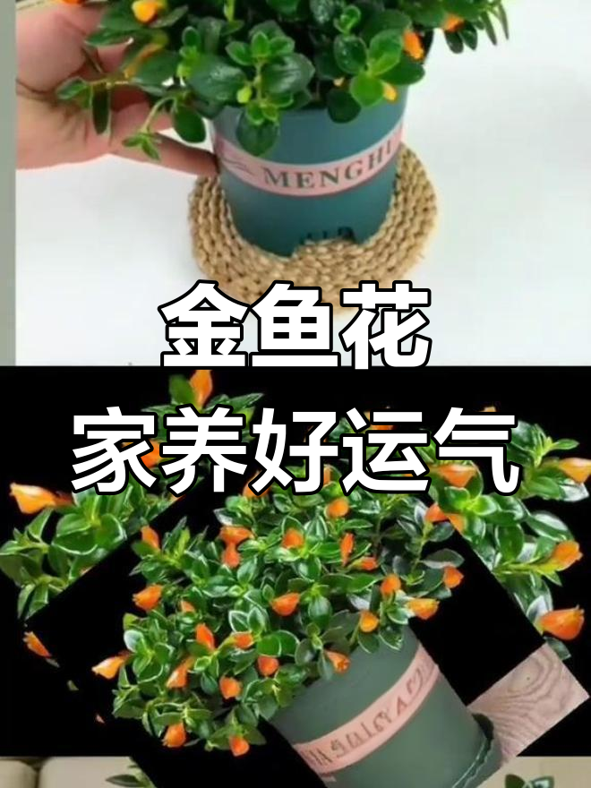 金鱼吊兰:寓意好运,室内养护轻松开花