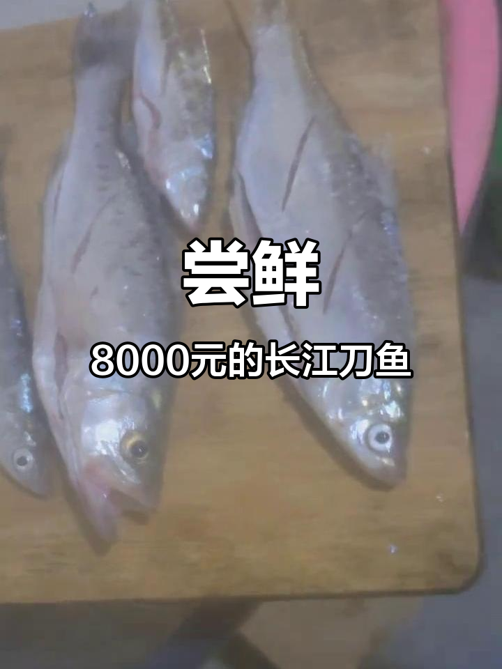 长江刀鱼现身,8000元一斤的味道让人惊艳