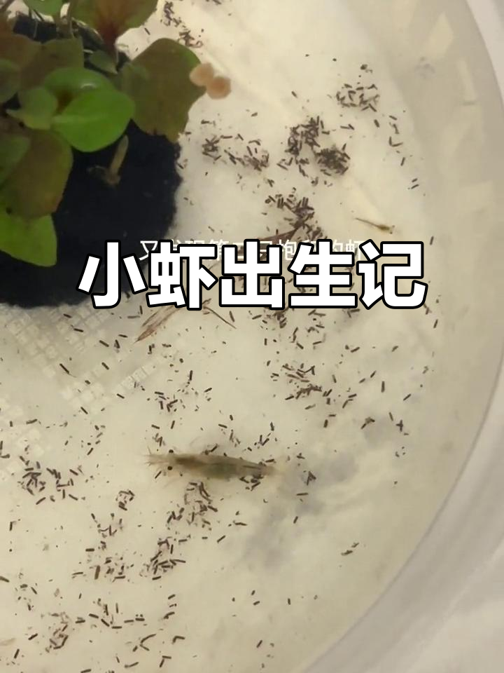虾妈妈生小虾,玻璃缸里的新生命
