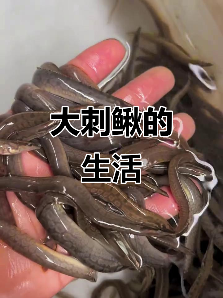 中华大刺鳅,捕食小鱼虾,栖息于山溪与长江