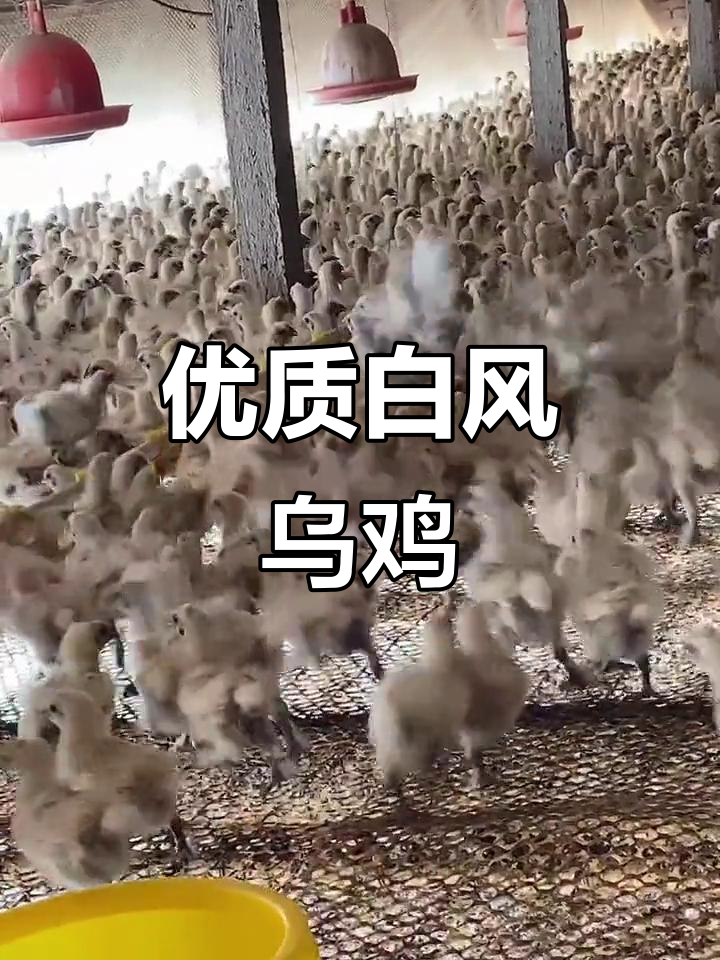 白凤乌鸡苗,鲜嫩营养,年产260枚蛋
