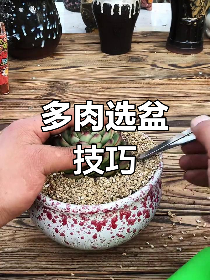如何挑选多肉植物的花盆？大小合适才是关键