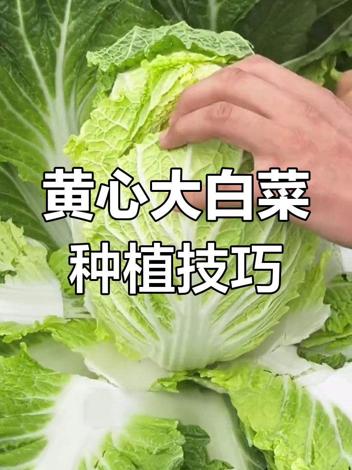 选对品种,新手也能种出美味黄心大白菜