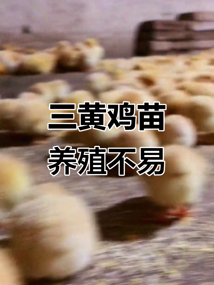 祝氏一号苗:三黄鸡养殖的挑战与机遇