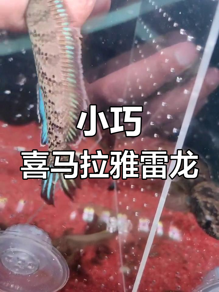 喜马拉雅雷龙鱼:黑魔神与爆脾气的小型潜力股