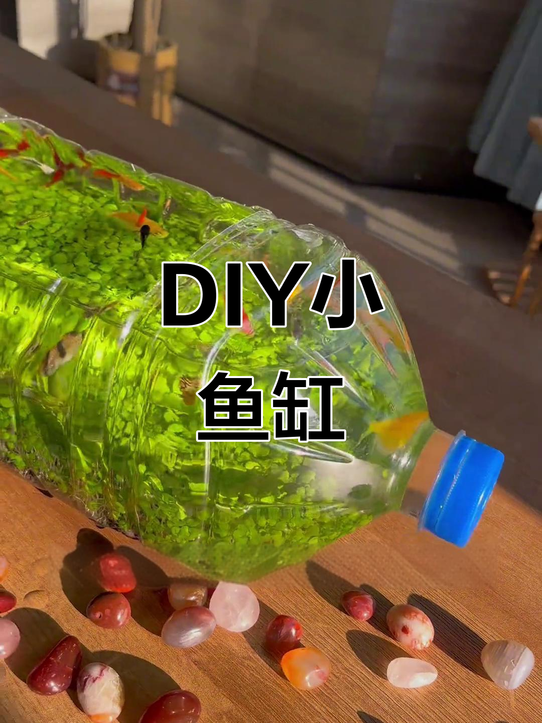 家里小空间,DIY生态鱼缸,水草泥种植半月后准备添鱼