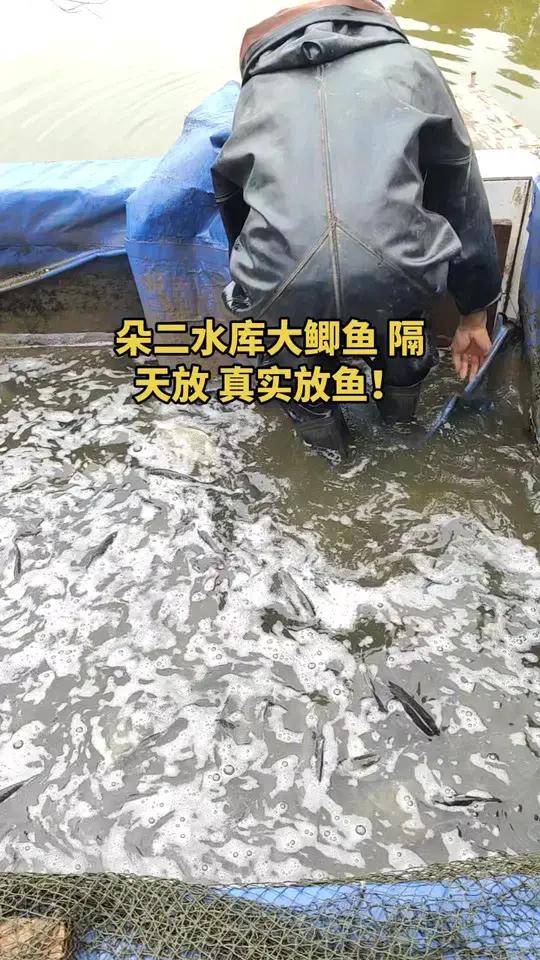 真实放鱼的水库钓场 隔天放不间断 今天全是斤鲫鱼